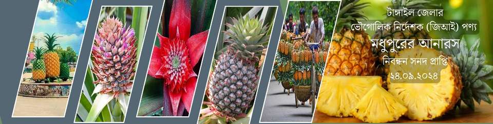 জিআই পণ্য মধুপুরের আনারস