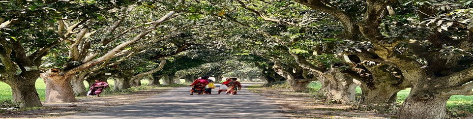 আমবাগান তানোর