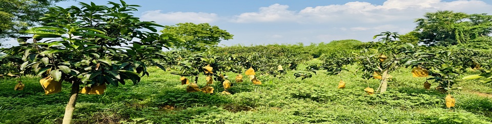 আমবাগান তানোর