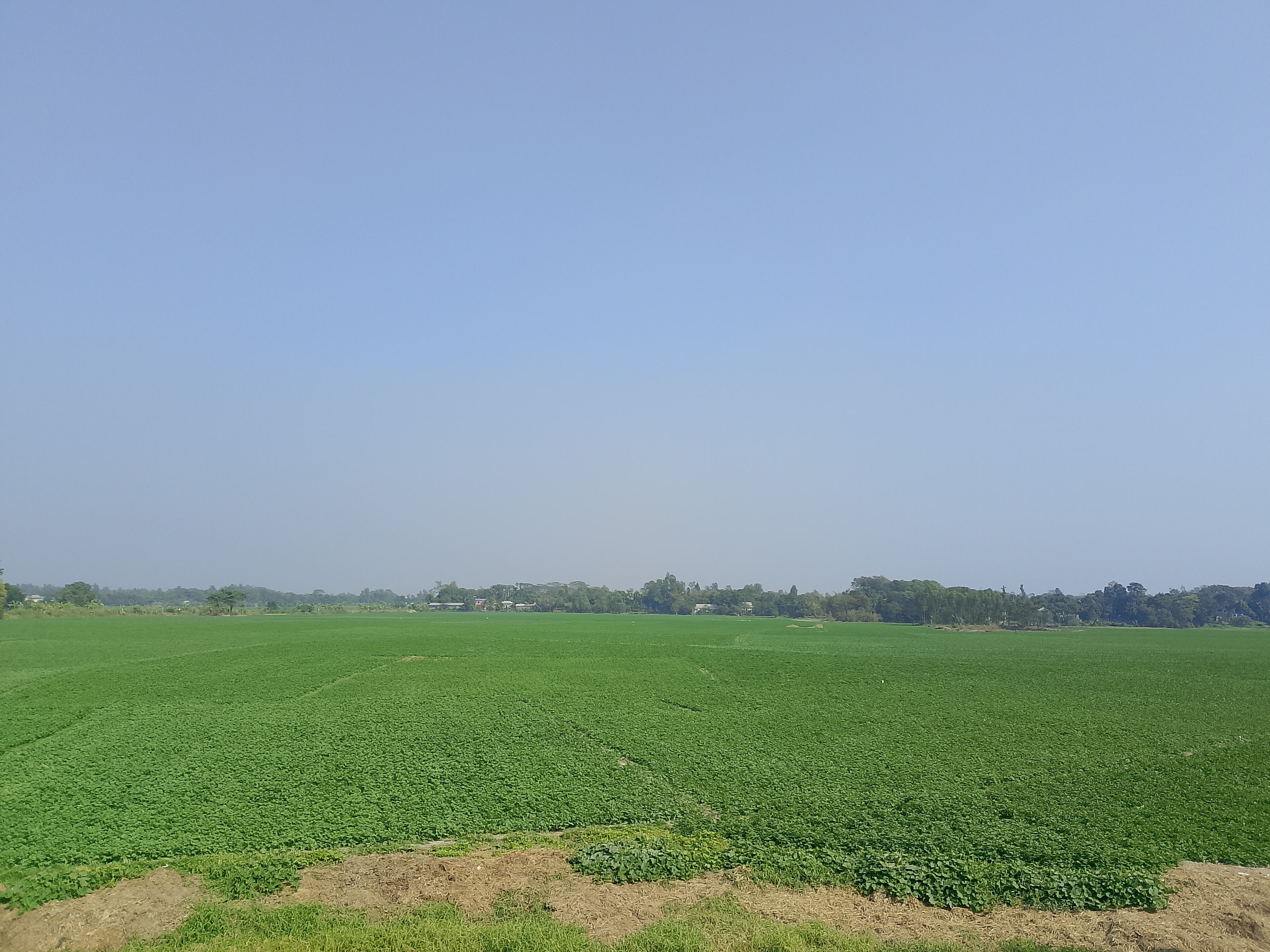 তন্তর ইউনিয়নে আলু চাষ