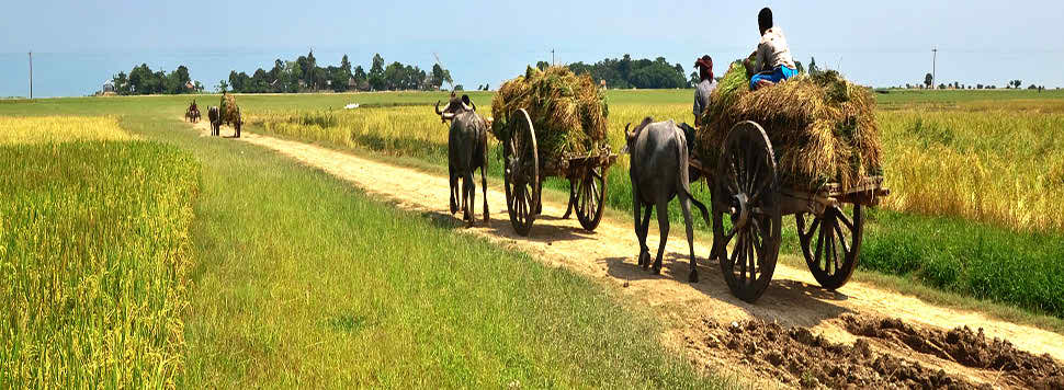 গ্রামের রাস্তায় গরুর গাড়ী