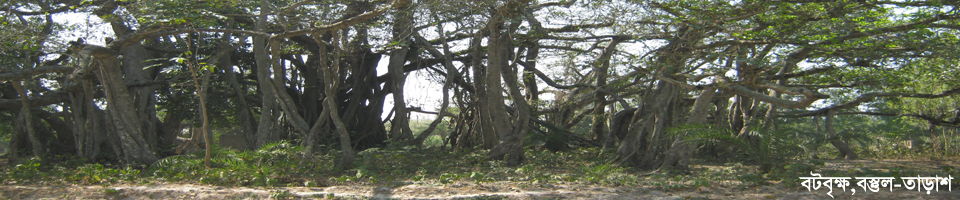 বট বৃক্ষ বস্তুল, তাড়াশ