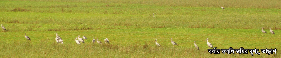 ফসলি জমির মাঠ,তাড়াশ