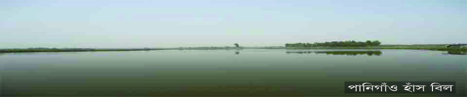 পানিগাঁও হাঁস বিল