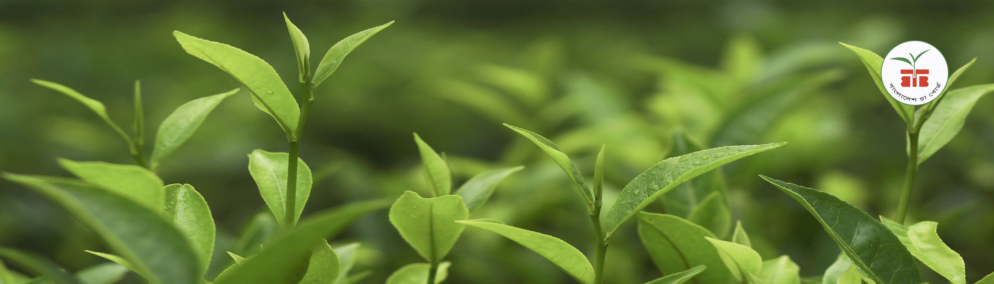 বৃষ্টিস্নাত চা বাগান