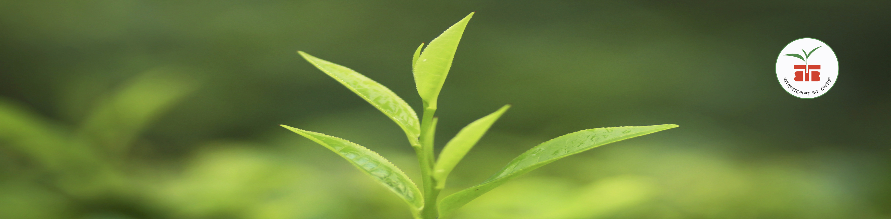 দুটি পাতা একটি কুঁড়ি