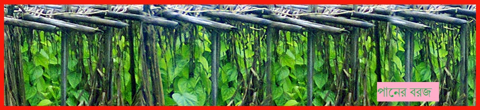 পানের বরজ
