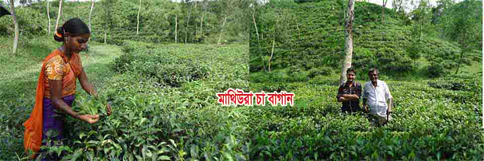 মাথিউরা চা বাগানের একটি দৃশ্য
