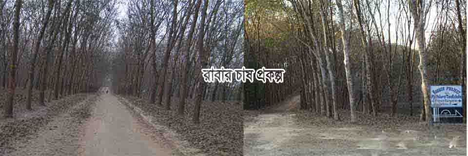 রাবার চাষ প্রকল্প
