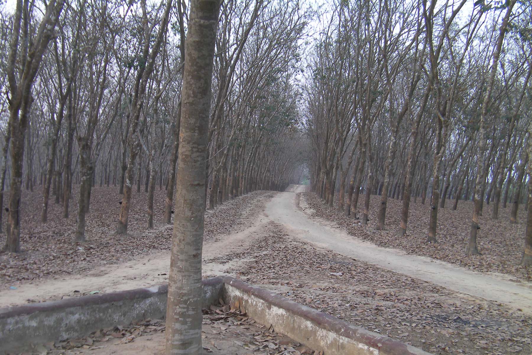 রাবার প্রজেক্ট