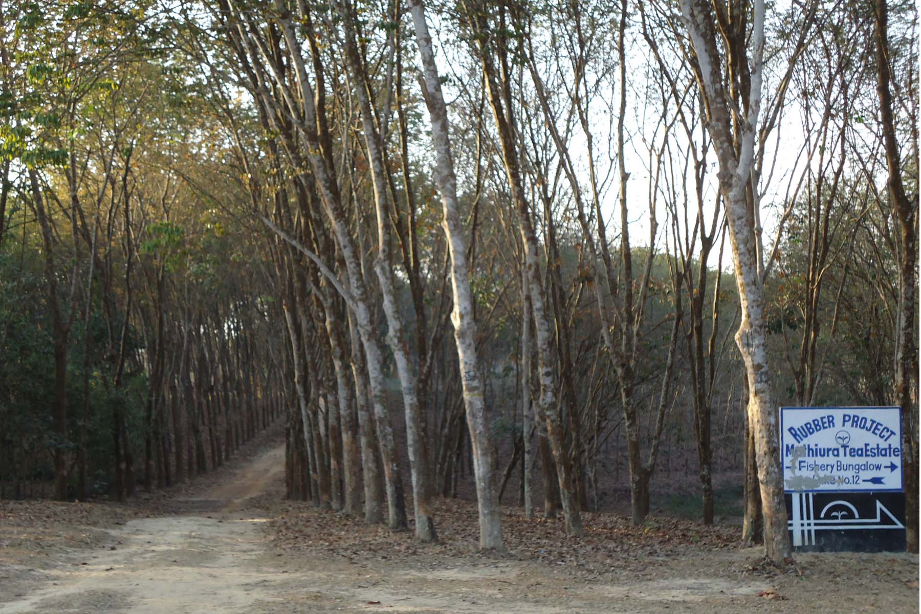 রাবার বাগান প্রজেক্ট