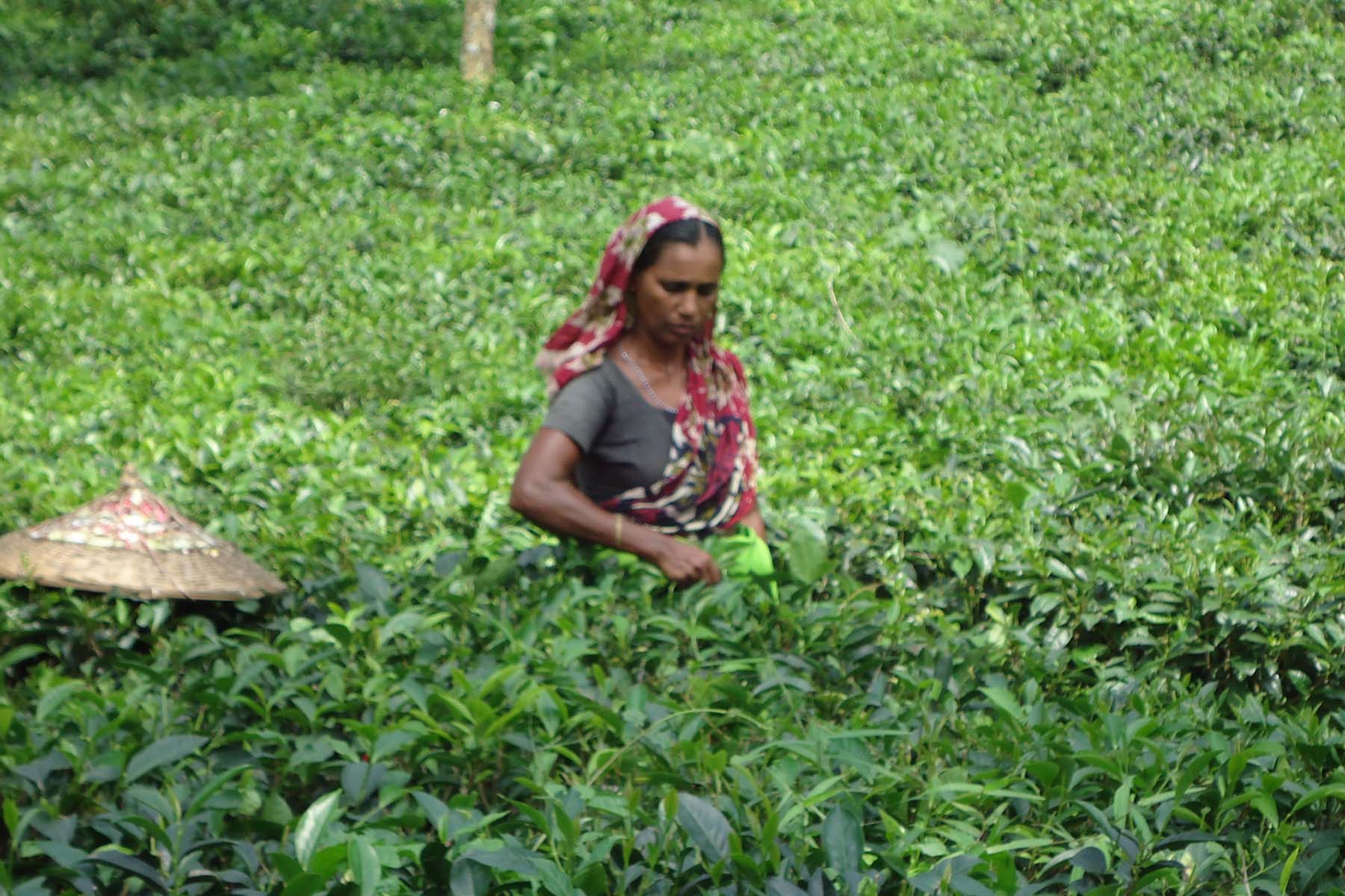 চা-পাতা