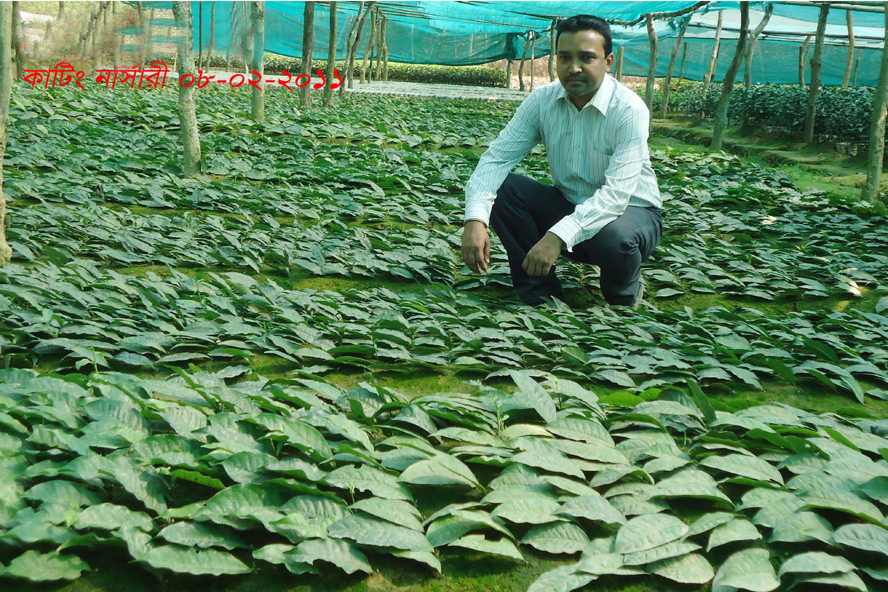 নার্সারী প্রকল্প