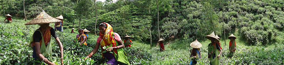 মাথিউড়া চা বাগান