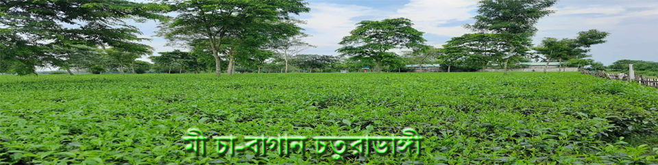 চা বাগান, চতুরাডাঙ্গী