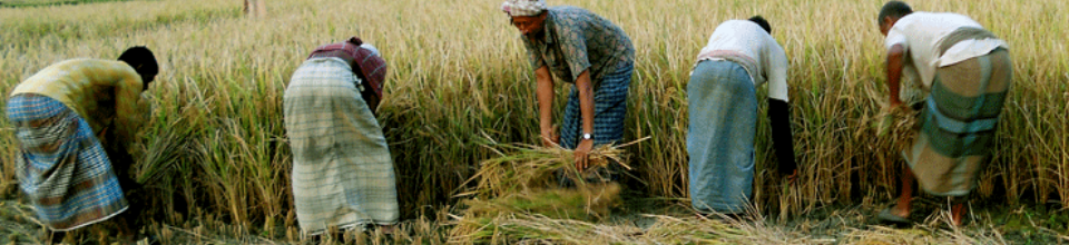 ব্যানার