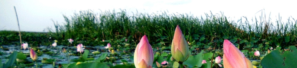 ব্যানার