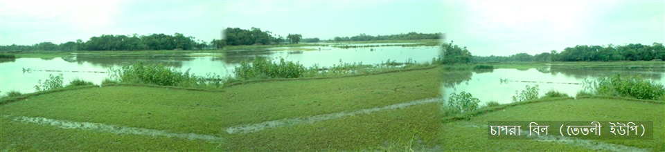 চাপরা বিল, তেতলী ইউপি