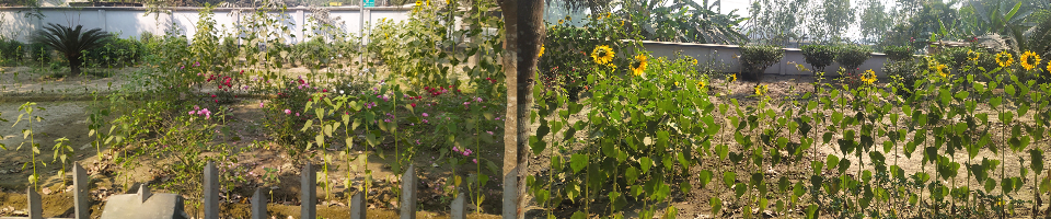 তেঁতুলিয়া ইউপি'র বাগান