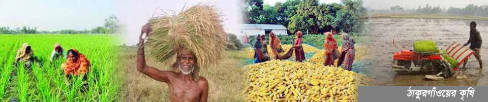 ঠাকুরগাঁওয়ের কৃষি