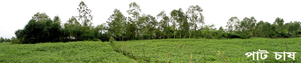 ইউনিয়নের পাট চাষ