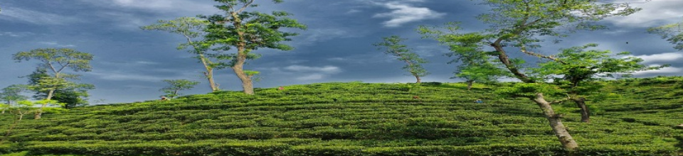 চা বাগান