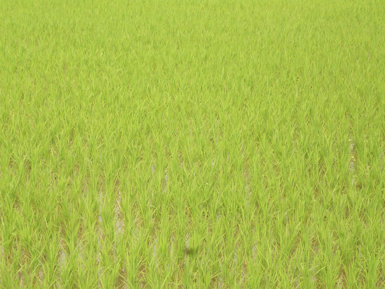 ধান ক্ষেত