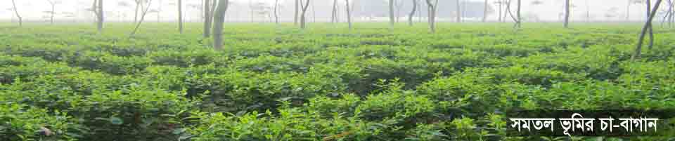 Tea Garden