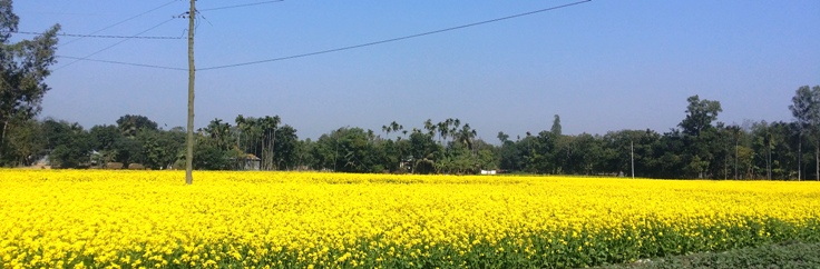 সরিষা ক্ষেতের ছবি