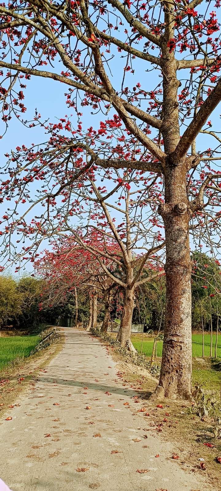 সাদুল্যা চৌরাস্তা থেকে বালাবাড়ীহাট রাস্তা