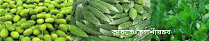 ব্যানার