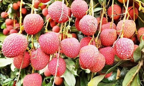 তথ্যকেন্দ্র দিনাজপুর সদর