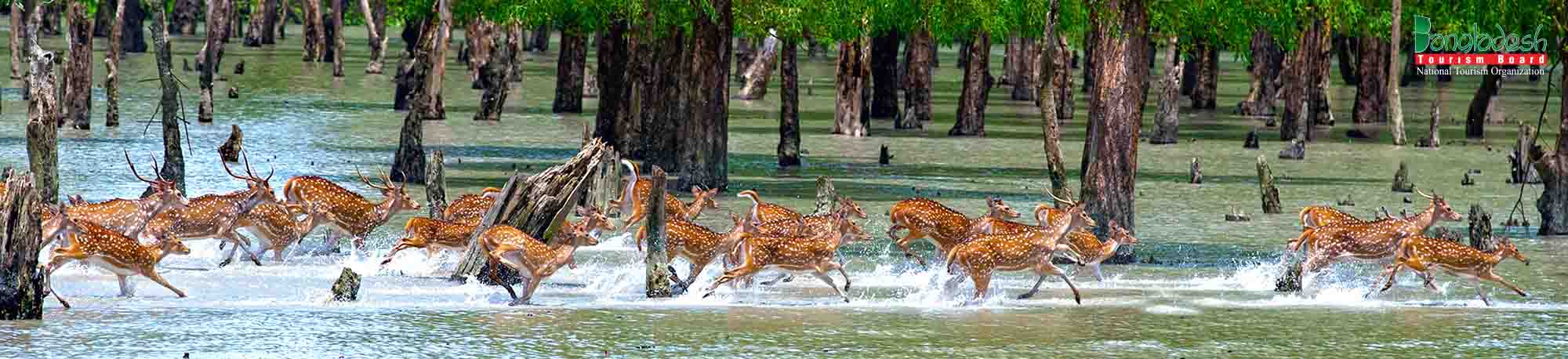 Sundarbans
