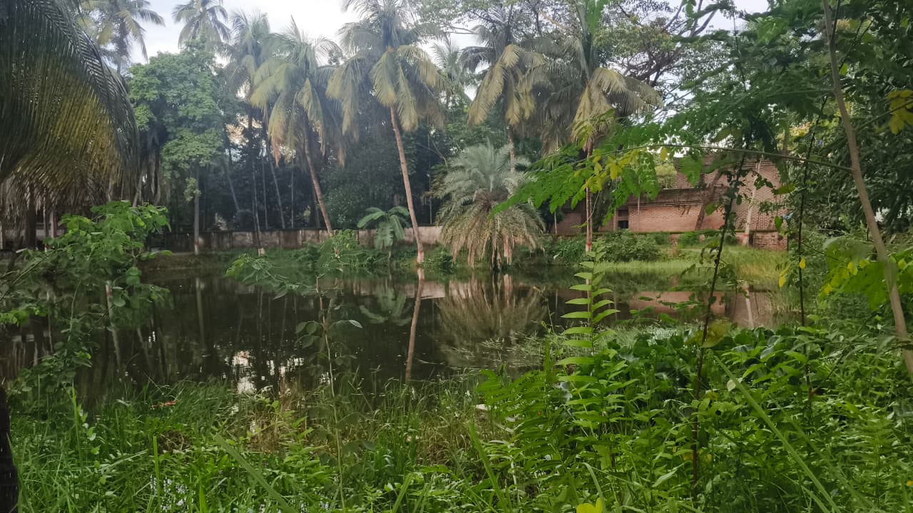কলেজ পুকুর