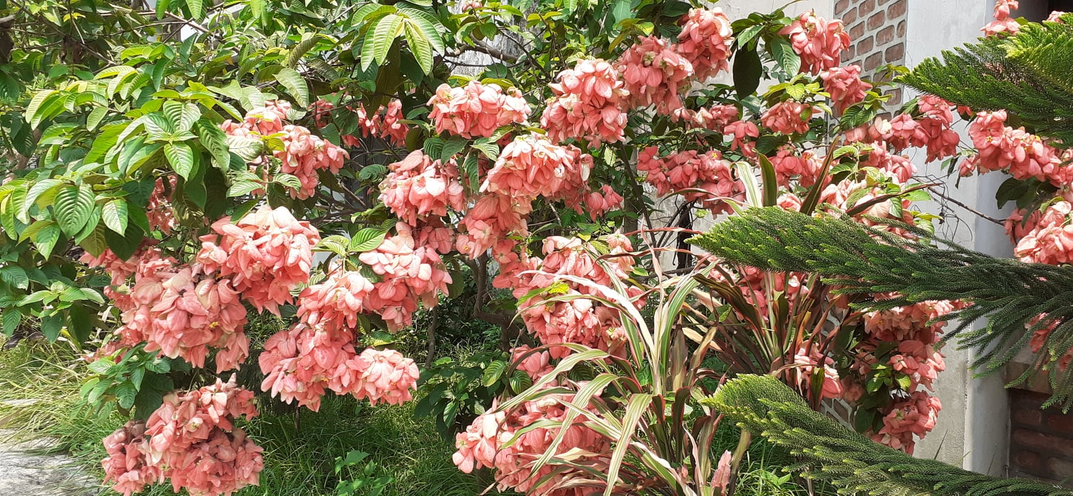 ফুল