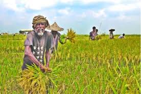 কৃষি ও প্রাণিসম্পদ সেবা