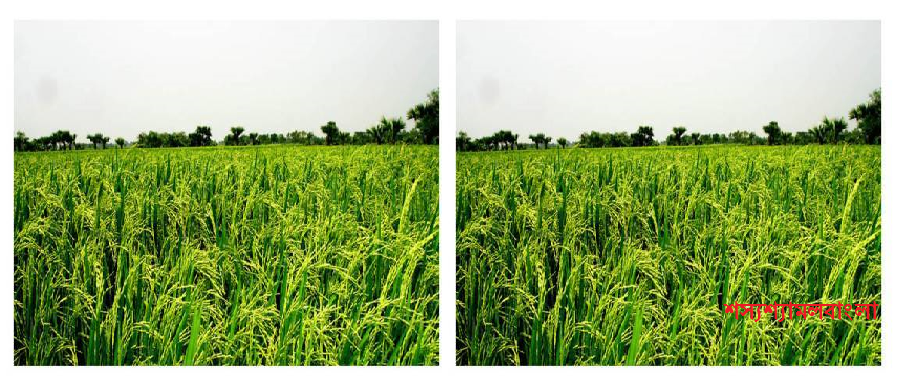 ব্যানার