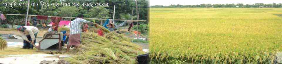 মৌসমী ফসল ধান নিয়ে ব্যস্ত সময় পাড় করছে কৃষকরা