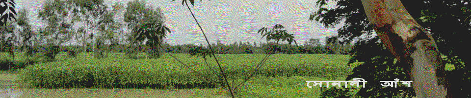 উদাখালী ইউনিয়নের পাট ক্ষেতের চিত্র