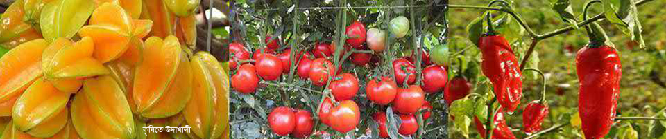 কৃষিতে উদাখালী ইউনিয়ন