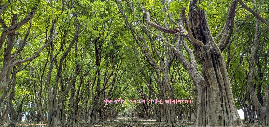 খুজারগাঁও করচের বাগান, জামালগঞ্জ, সুনামগঞ্জ।