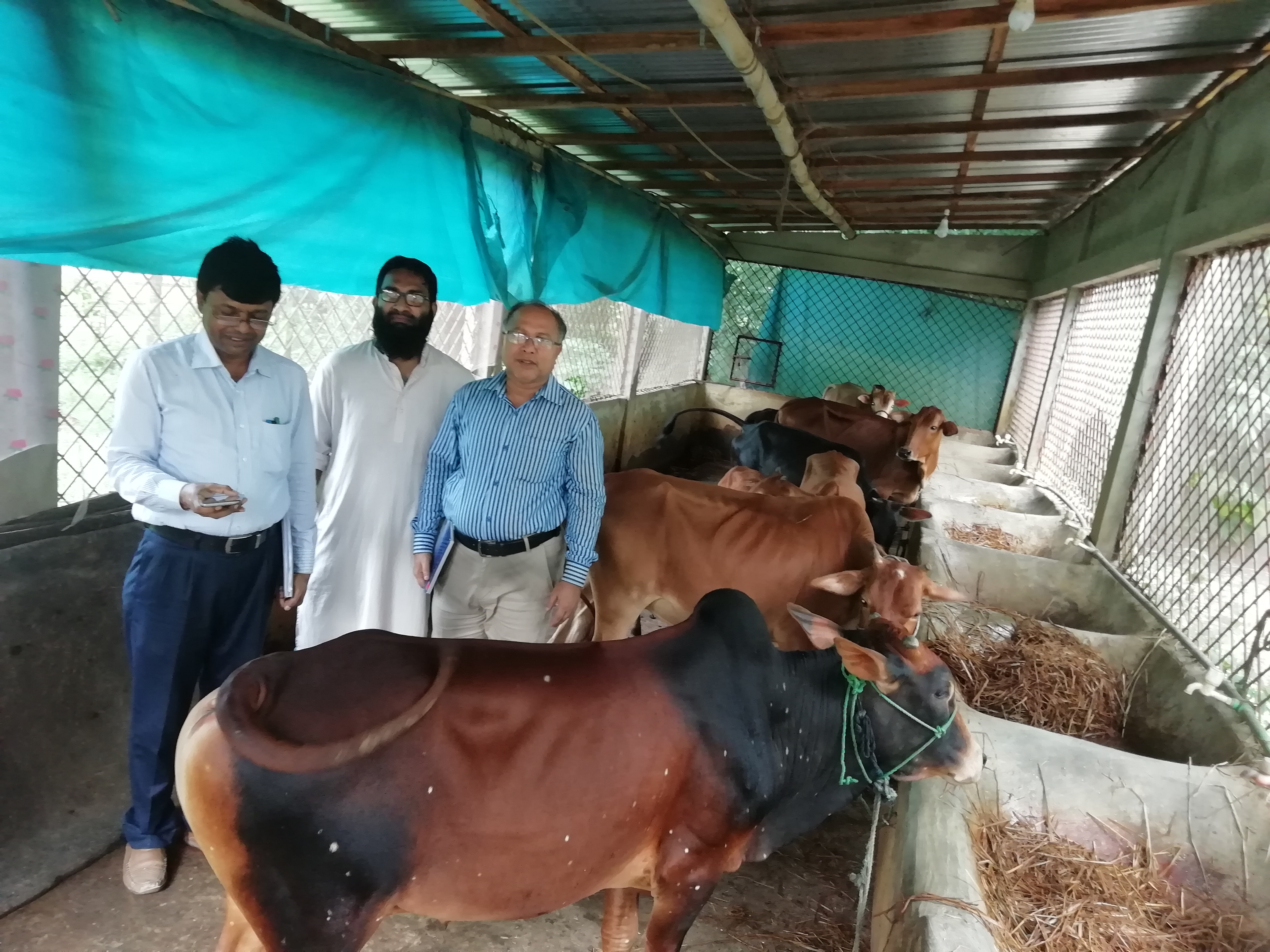 Dairy farm West Joypur