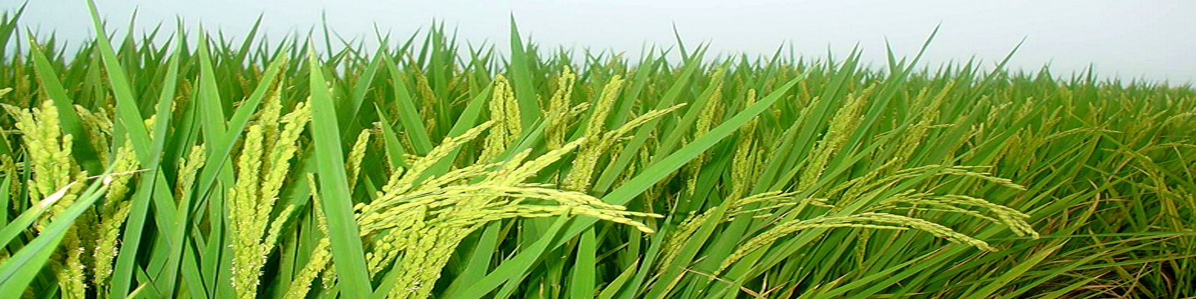 উমরপুর রউয়ার বন