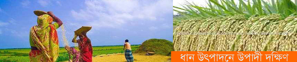 ধান উৎপাদনে উপাদী দক্ষিণ