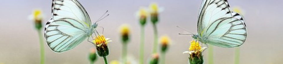 প্রাকৃতিক দৃশ্য