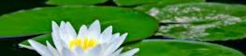 জাতীয় ফুল শাপলা