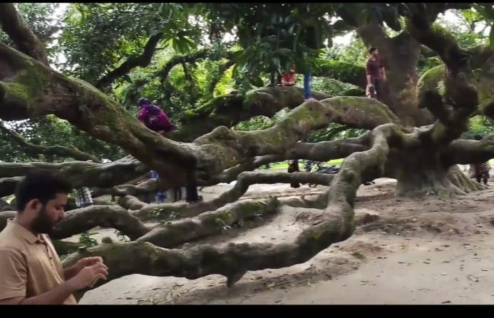 হরিণমারী আমগাছ ঠাকুরগাঁও জেলাধীন বালিয়াডাঙ্গী উপজেলার হরিণমারী সীমান্তের মন্ডুমালা গ্রামে অবস্থিত। প্রায় ২০০ বছরের পুরোনো সূর্য্যপুরী আম গাছ। এটি দেখতে বিশাল আকৃতির বটগাছের মতো মনে হলেও আসলে এটি আমগাছ। দেশের বিভিন্ন জায়গা হতে মানুষ একনজর দেখতে আসেন।