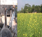কৃষি ও প্রাণিসম্পদ