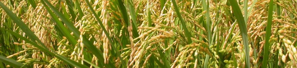 উরফা কৃষি