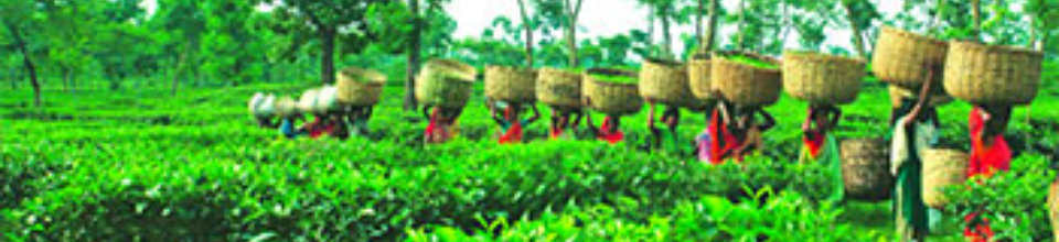 চা বাগান